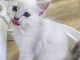 Ragdoll reinrassige Luxus Kätzchen mit Blaue Augen Neue Wurf abgabebereit ab 19.06.2026