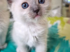 Ragdoll reinrassige Luxus Kätzchen mit Blaue Augen Neue Wurf abgabebereit ab 19.06.2026