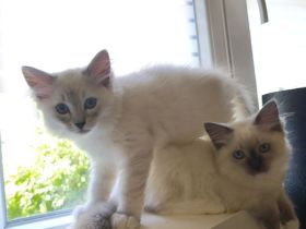 Ragdoll reinrassige Luxus Kätzchen mit Blaue Augen Neue Wurf abgabebereit ab 19.06.2026