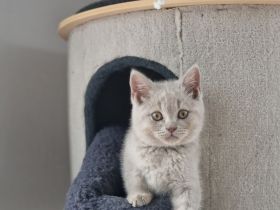 Wunderschöne Lilac BKH Kitten