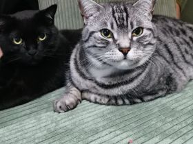 Zwei Brüder suchen ein neues Zuhause