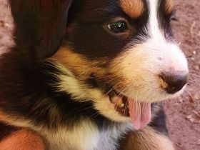 Berner Sennen Hund Welpen