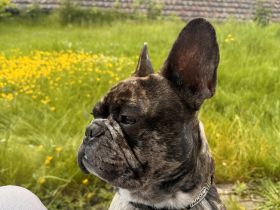 Französische Bulldogge Deckrüde