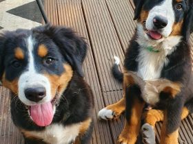 Berner Sennen Hund Welpen