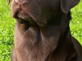 Labrador Deckrüde mit Top Ergebnissen