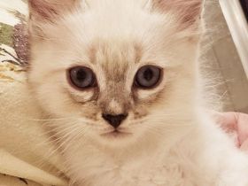 Süßes Ragdoll Katerchen sucht ein zu Hause