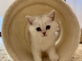 Chinchilla Kater mit Stammbaum