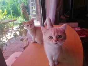 British Shorthair Kätzchen - reinrassig & weibchen