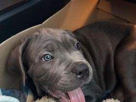 cane Corso Welpe