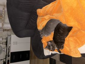 Main-Coon/Ragdoll - BKH kitten