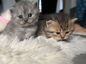 Bkh kitten sind reservierbereit