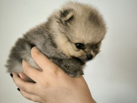 Pomeranian Spitz Welpen