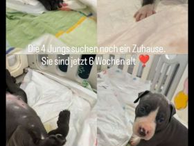 Wunderschöne und kräftige American Stafford Terrier Welpen abzugeben