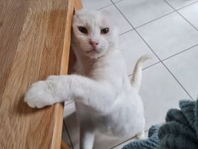 Kater sucht liebevolles Zuhause