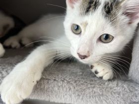 Verkaufe zwei Kitten