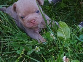 Französische Bulldogge Welpen