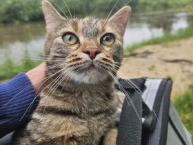 Junge Katze möchte ausziehen