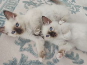 Heilige Birma Kitten