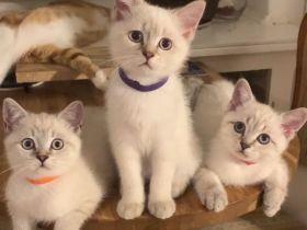 BKH Blue Point | BLH  colorpoint silver