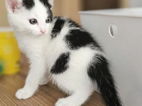 Weiß-schwarz  Katzen