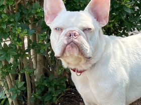 Französische Bulldogge