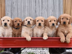 Golden Retriever Welpen mit Ahnentafel Abgabebereit
