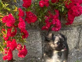 Chihuahua LH Welpen Abgabebereit