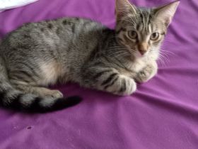 6 Katzenkinder zu verkaufen