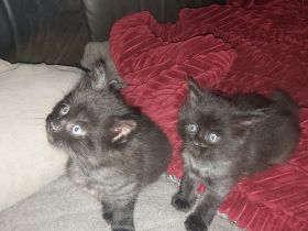 Main Coon Kitten 2 Kater in Black Smoke