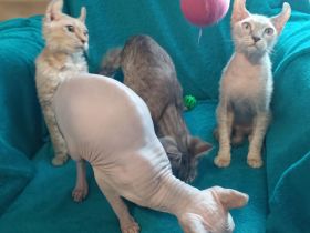 4 zuckersüße Elf Sphynx Kitten ab sofort abzugeben