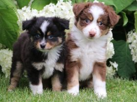 Auszugsbereite Toy Aussie (Mini Aussie / Miniature Australian Shepherd)
