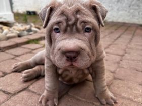 SharPei mix Welpen