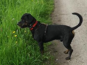 Brandlbracke-Mix-Rüde sucht neues Zuhause