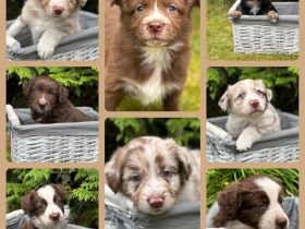Australian Shepherd Welpen