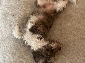 Pushkin der Musensohn