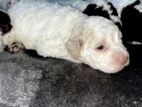 Lagotto Romagnolo puppies