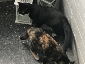 Katze und Kater Geschwisterpärchen Kitten