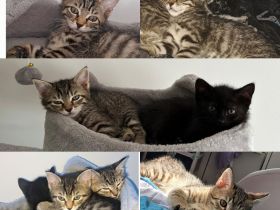 4 kleine Katzen suchen ein Zuhause