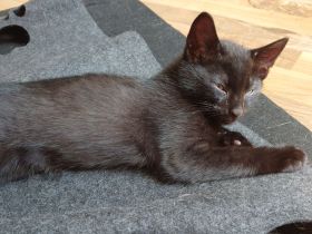 Kater suchen ein Zuhause