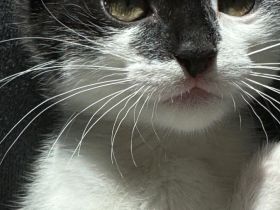 Luna, die Katze, ist 3 Monate alt