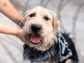 Orion greift nach den Sternen