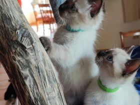 Siam kitten