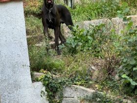 Deutsche Dogge sucht Endplatz