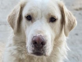 Miraz, geb. ca. 02/2023, lebt in GRIECHENLAND, im städt. Tierheim Serre