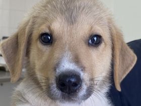 Padme und Anakyn, geb. ca. 04/2024, lebt in GRIECHENLAND, auf einer privaten Pflegestelle