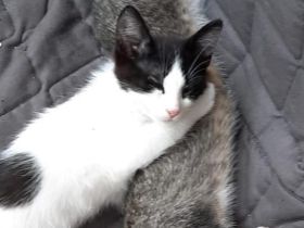 Kater VERMISST 3 Monate alt