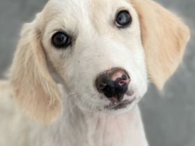 Paco, geb. ca. 04/2024, lebt in GRIECHENLAND, auf einer privaten Pflegestelle