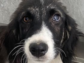 Callisto, geb. ca. 04/2024, lebt in GRIECHENLAND, auf einer privaten Pflegestelle