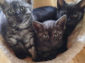 Wunderschöne BKH Mix Kitten suchen ihren Menschen