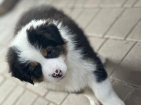 Australian Shepherd Welpen
